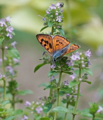 Violette Vuurvlinder / Purple-Shot Copper