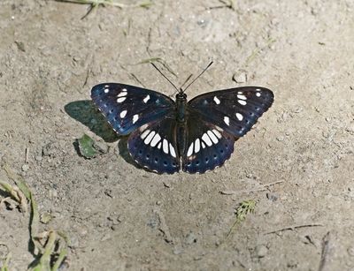 Blauwe IJsvogelvlinder / Southern White Admiral