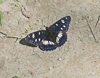 Blauwe IJsvogelvlinder / Southern White Admiral