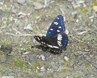 Blauwe IJsvogelvlinder / Southern White Admiral