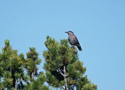 Notenkraker / Spotted Nutcracker