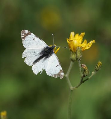 Bergmarmerwitje / Mountain Dappled White