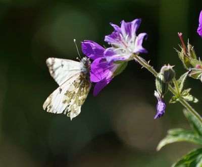Bergmarmerwitje / Mountain Dappled White