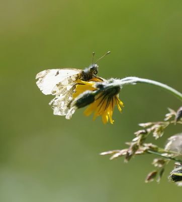 Bergmarmerwitje / Mountain Dappled White