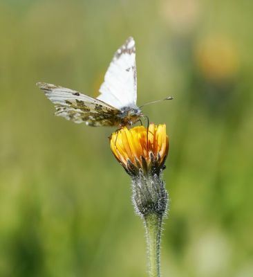 Bergmarmerwitje / Mountain Dappled White
