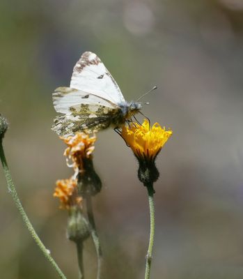 Bergmarmerwitje / Mountain Dappled White