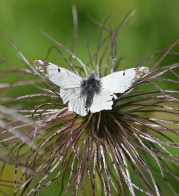 Bergmarmerwitje / Mountain Dappled White