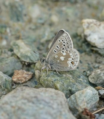 Noordelijk Mansschildblauwtje / Arctic Blue or Glandon Blue