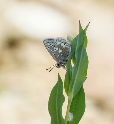 Noordelijk Mansschildblauwtje / Arctic Blue or Glandon Blue