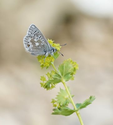 Noordelijk Mansschildblauwtje / Arctic Blue or Glandon Blue