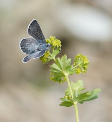 Noordelijk Mansschildblauwtje / Arctic Blue or Glandon Blue