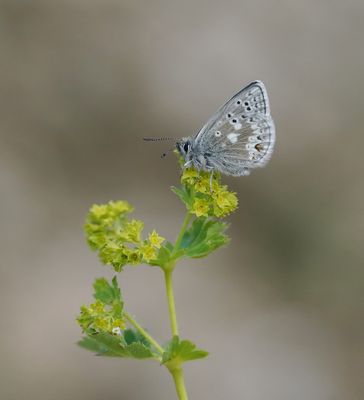 Noordelijk Mansschildblauwtje / Arctic Blue or Glandon Blue