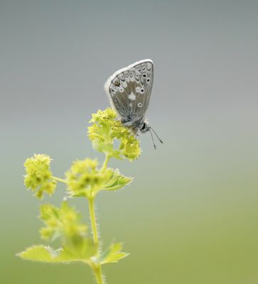Noordelijk Mansschildblauwtje / Arctic Blue or Glandon Blue