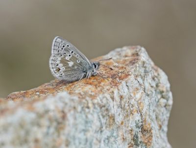 Noordelijk Mansschildblauwtje / Arctic Blue or Glandon Blue