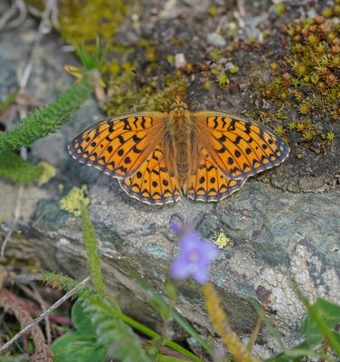 Duinparelmoervlinder / Niobe Fritillary
