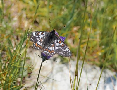 Witbonte Parelmoervlinder / Cynthia's Fritillary