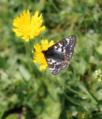 Witbonte Parelmoervlinder / Cynthia's Fritillary