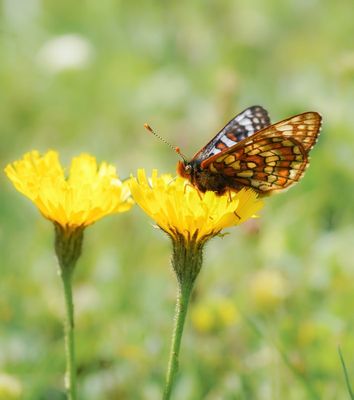 Witbonte Parelmoervlinder / Cynthia's Fritillary
