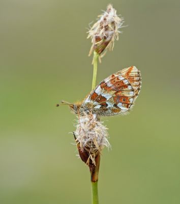 Bergparelmoervlinder / Mountain Fritillary