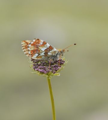 Bergparelmoervlinder / Mountain Fritillary