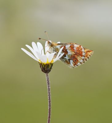 Bergparelmoervlinder / Mountain Fritillary