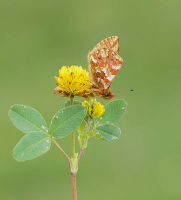 Herdersparelmoervlinder / Shepherd's Fritillary