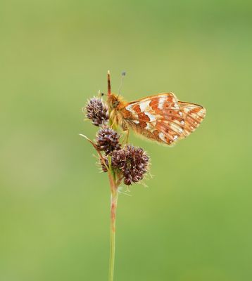 Herdersparelmoervlinder / Shepherd's Fritillary