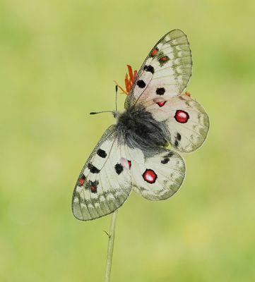 Kleine Apollovlinder / Small Apollo