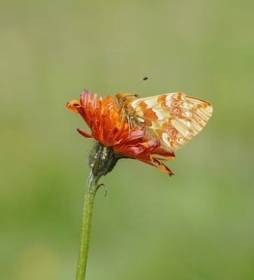 Herdersparelmoervlinder / Shepherd's Fritillary
