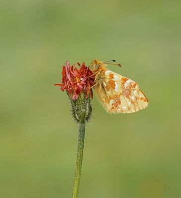 Herdersparelmoervlinder / Shepherd's Fritillary
