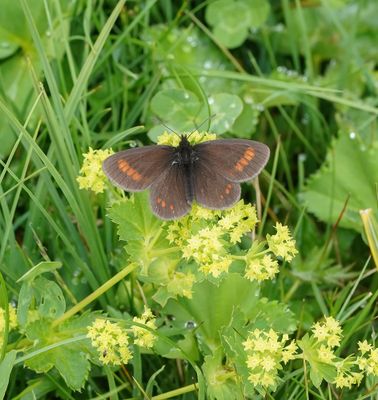 Blinde Bergerebia / Blind Ringlet