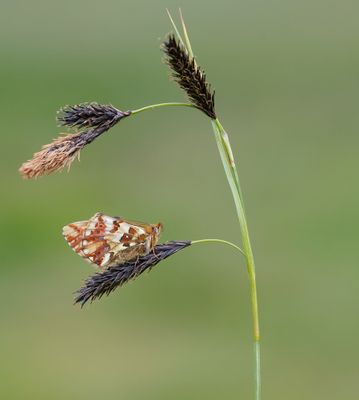 Herdersparelmoervlinder / Shepherd's Fritillary