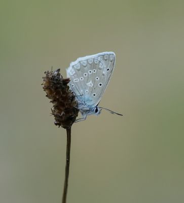 Getand Blauwtje / Meleager's Blue