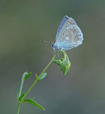 Getand Blauwtje / Meleager's Blue