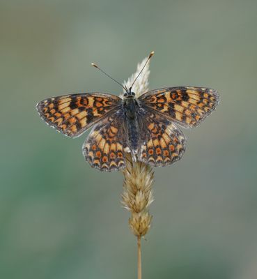 Knoopkruidparelmoervlinder / Knapweed Fritillary