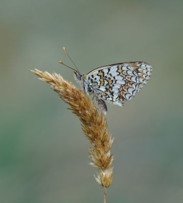 Knoopkruidparelmoervlinder / Knapweed Fritillary