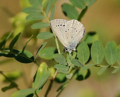 Blazenstruikblauwtje / Iolas Blue