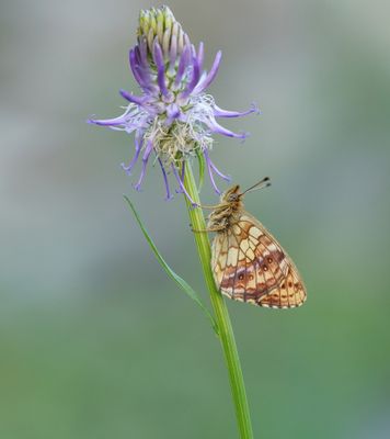 Purperstreepparelmoervlinder / Lesser Marbled Fritillary