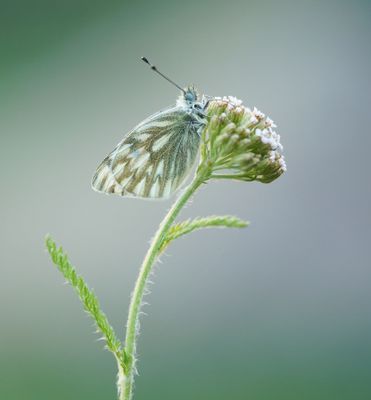 Bergresedawitje / Peak White of Lofty Bath White