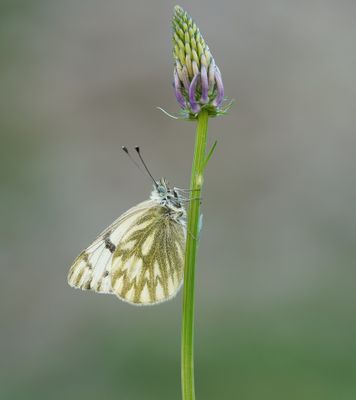 Bergresedawitje / Peak White of Lofty Bath White