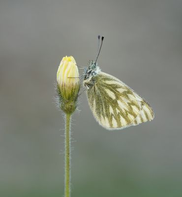 Bergresedawitje / Peak White of Lofty Bath White