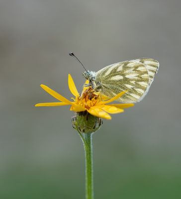 Bergresedawitje / Peak White of Lofty Bath White