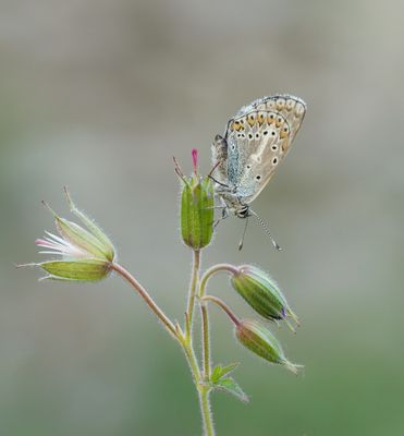 Zwart Blauwtje / Geranium Argus