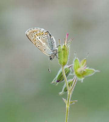 Zwart Blauwtje / Geranium Argus