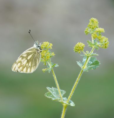 Bergresedawitje / Peak White of Lofty Bath White