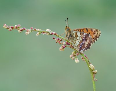 Purperstreepparelmoervlinder / Lesser Marbled Fritillary