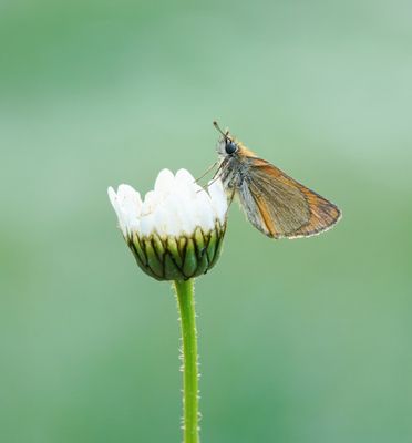 Zwartsprietdikkopje / Essex Skipper