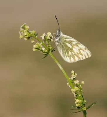 Bergresedawitje / Peak White of Lofty Bath White