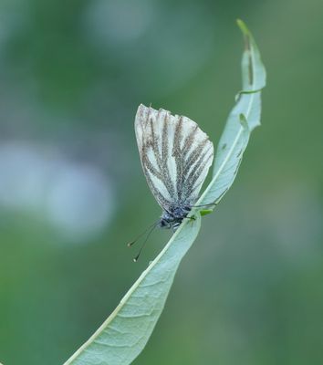 Berg Geaderd Witje / Mountain Green-veined White
