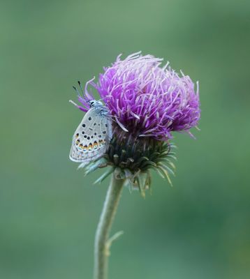 Heideblauwtje / Silver-studded Blue